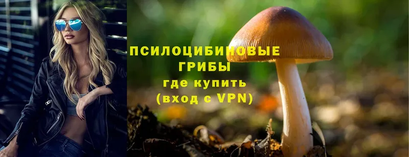 Псилоцибиновые грибы Psilocybine cubensis  Курск 